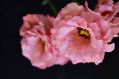 Karanlık arka planda güzel narin çiçekler