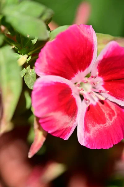 Güzel Pembe Çiçek Manzarası Yaz Konsepti — Stok fotoğraf