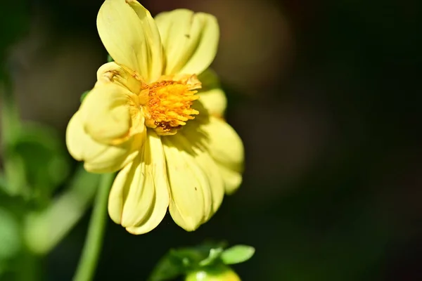 Nahaufnahme Von Gelben Blumen Sommerkonzept — Stockfoto
