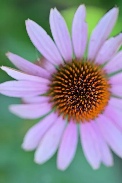 Close View Beautiful Pink Flowers Summer Concept — ストック写真