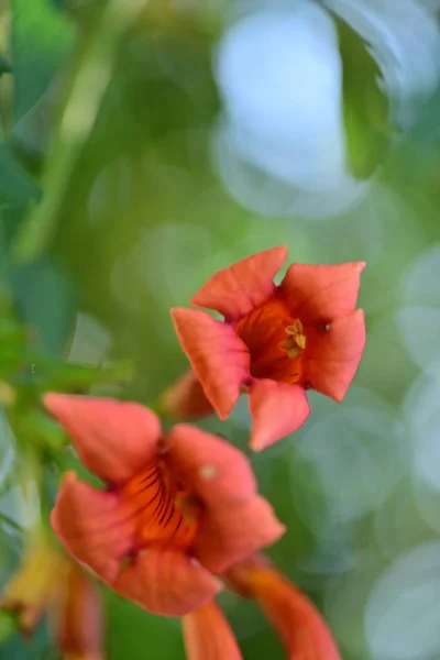 Közeli Kilátás Gyönyörű Vörös Virágok Nyári Koncepció — Stock Fotó