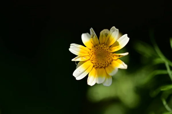 Vista Ravvicinata Dei Fiori Gialli Concetto Estivo — Foto Stock