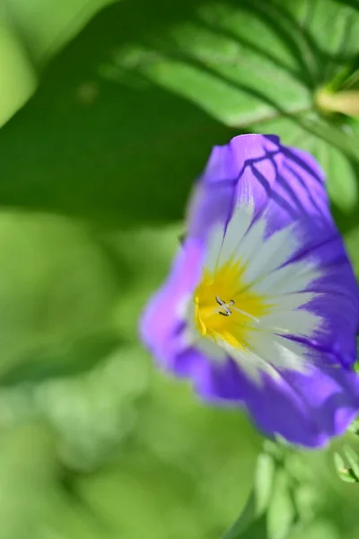 Close Beautiful Purple Flowers Summer Concept — Stok fotoğraf
