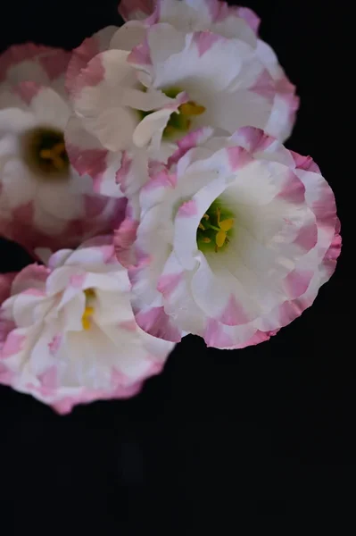 Piękne Delikatne Kwiaty Ciemnym Tle — Zdjęcie stockowe