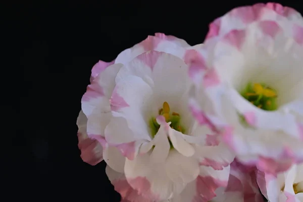 Beautiful Delicate Flowers Dark Background — стоковое фото