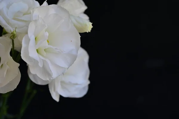 Красиві Ніжні Білі Квіти Темному Фоні — стокове фото