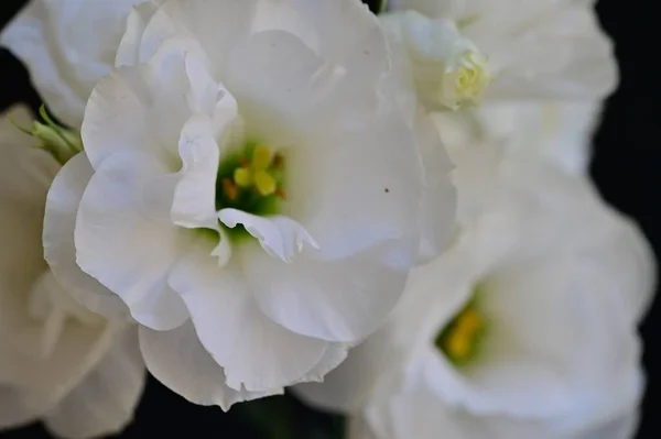 Beautiful Delicate White Flowers Dark Background — Stock Photo, Image