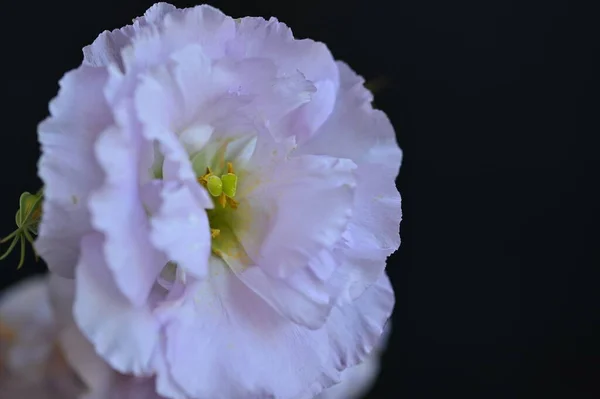 Mooie Delicate Bloemen Donkere Achtergrond — Stockfoto