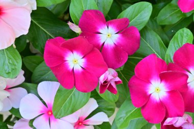 Güzel pembe çiçek manzarası, yaz konsepti.