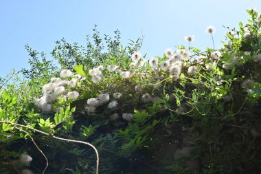 Güzel beyaz çiçeklere yakın yaz konsepti