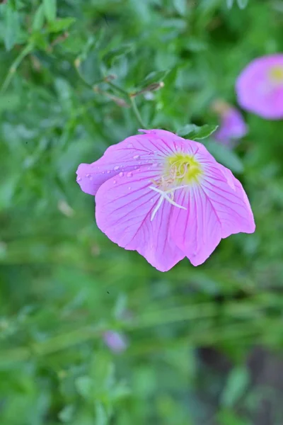 Vista Cerca Hermosas Flores Color Rosa Concepto Verano —  Fotos de Stock