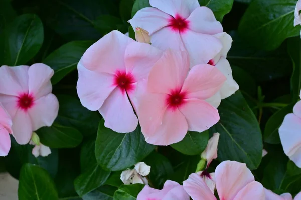 Vista Cerca Hermosas Flores Color Rosa Concepto Verano — Foto de Stock