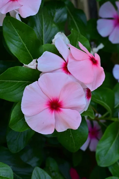 Close View Beautiful Pink Flowers Summer Concept — Stock Photo, Image