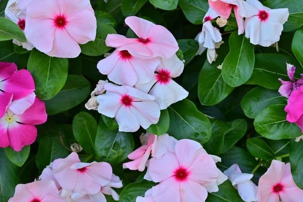 Güzel pembe çiçek manzarası, yaz konsepti.