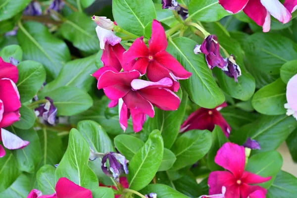 Vista Cerca Hermosas Flores Color Rosa Concepto Verano — Foto de Stock