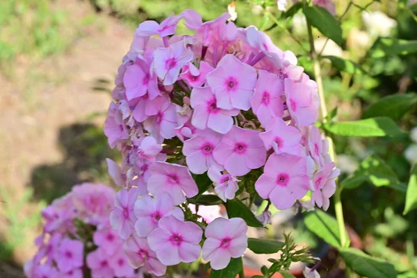 Close View Beautiful Pink Flowers Summer Concept — Stock fotografie