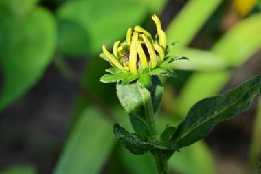 Sarı çiçeklerin yakın görüntüsü, yaz konsepti