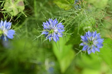 Güzel mor çiçeklere yakın, yaz konsepti.