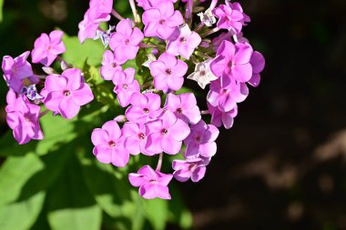 Güzel pembe çiçek manzarası, yaz konsepti.