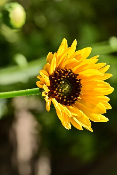 Close View Yellow Flowers Summer Concept — Stockfoto