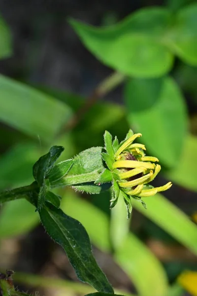 Close View Yellow Flowers Summer Concept — стоковое фото