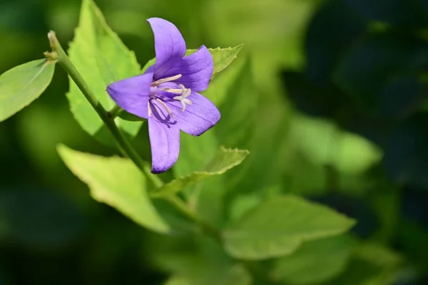 Крупним Планом Красиві Фіолетові Квіти Літня Концепція — стокове фото