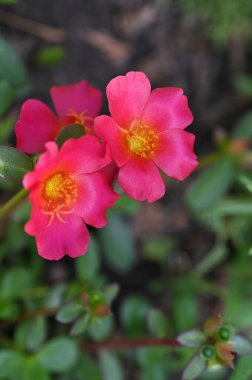 Güzel pembe çiçek manzarası, yaz konsepti.