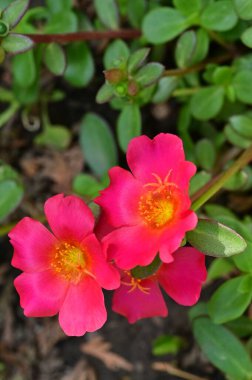 Güzel pembe çiçek manzarası, yaz konsepti.