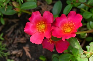 Güzel pembe çiçek manzarası, yaz konsepti.