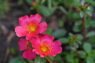 Güzel pembe çiçek manzarası, yaz konsepti.