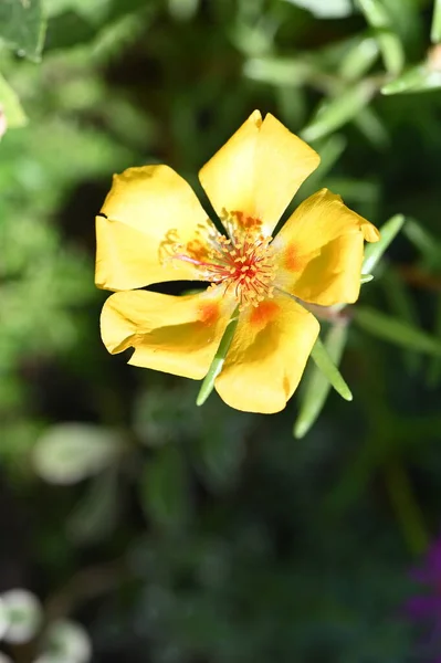 Vista Perto Flores Amarelas Conceito Verão — Fotografia de Stock
