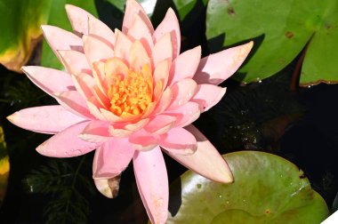 Gölette güzel nilüfer çiçeği, yakın görüş.