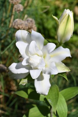 Güzel beyaz çiçeklere yakın yaz konsepti