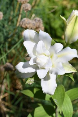 Güzel beyaz çiçeklere yakın yaz konsepti