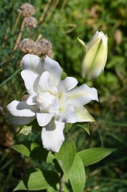 Güzel beyaz çiçeklere yakın yaz konsepti