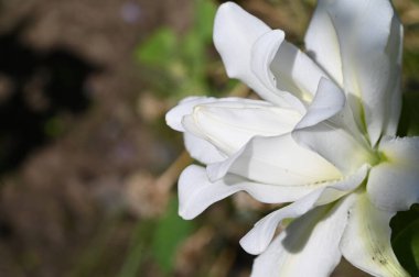 Güzel beyaz çiçeklere yakın yaz konsepti