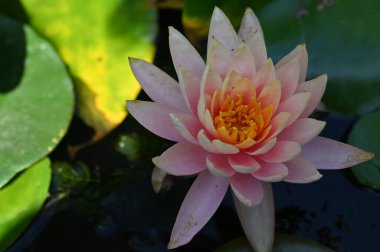 Gölette güzel nilüfer çiçeği, yakın görüş.