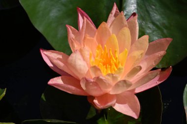 Gölette güzel nilüfer çiçeği, yakın görüş.