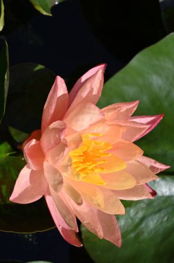 Güzel zambak gölette, yakın manzara