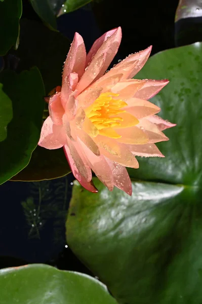 Schöne Lilie Auf Dem Teich Nahsicht — Stockfoto