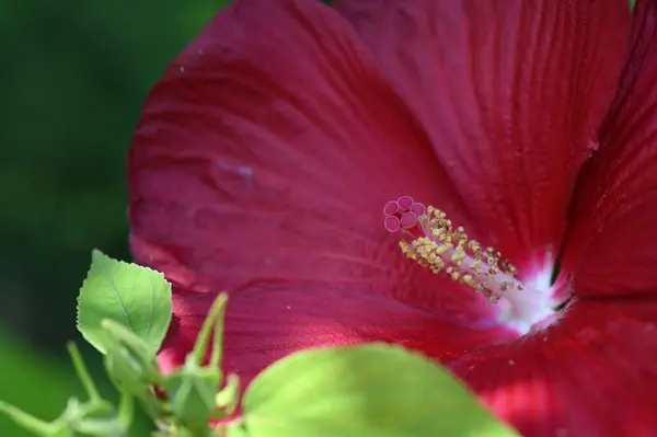 Крупный План Красивых Красных Цветов Летняя Концепция — стоковое фото