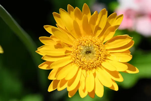 Close View Yellow Flowers Summer Concept — Foto de Stock