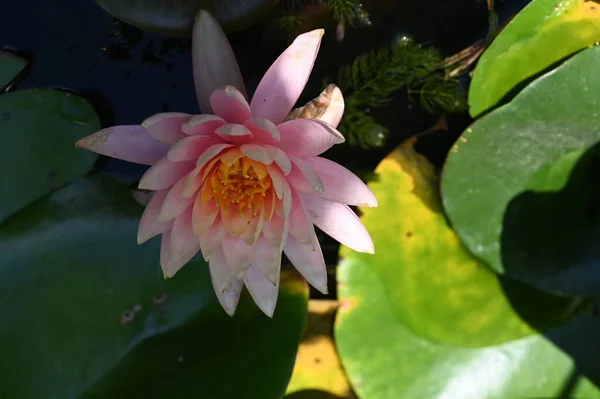 Beautiful Lotus Flower Pond Close View — Foto de Stock