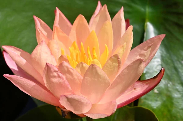 Beautiful Lotus Flower Pond Close View — Stock Photo, Image