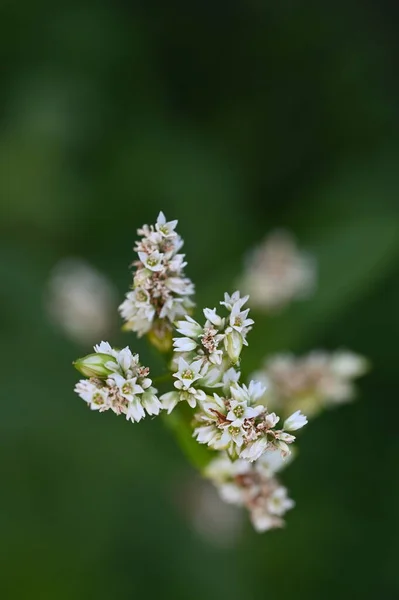 Close Beautiful White Delicate Flowers Summer Concept — 图库照片