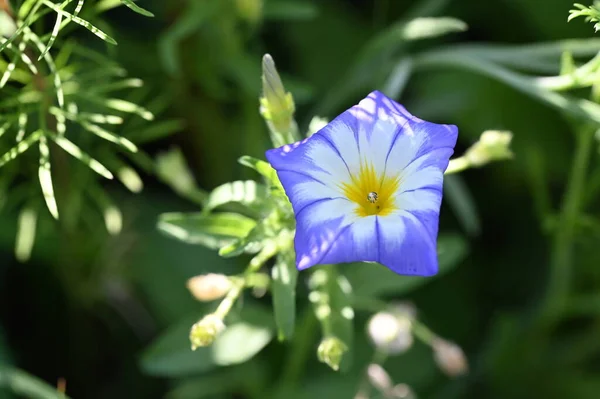 Güzel Mor Çiçeklere Yakın Yaz Konsepti — Stok fotoğraf