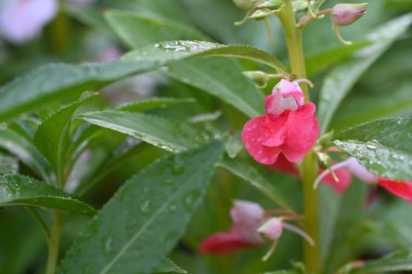 Güzel pembe çiçek manzarası, yaz konsepti.