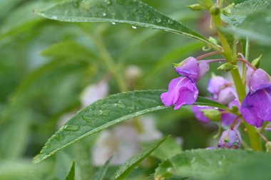 Güzel mor çiçeklere yakın, yaz konsepti.