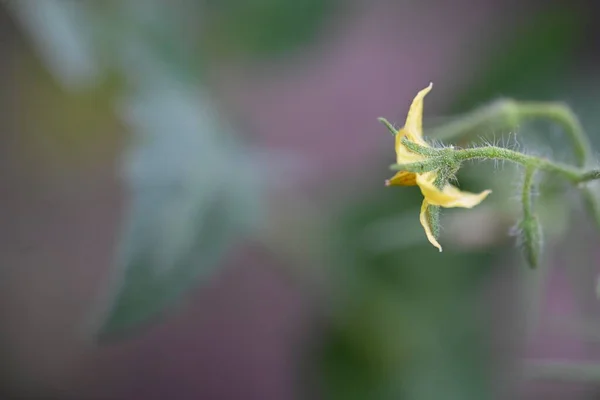 庭の美しい黄色の花 — ストック写真