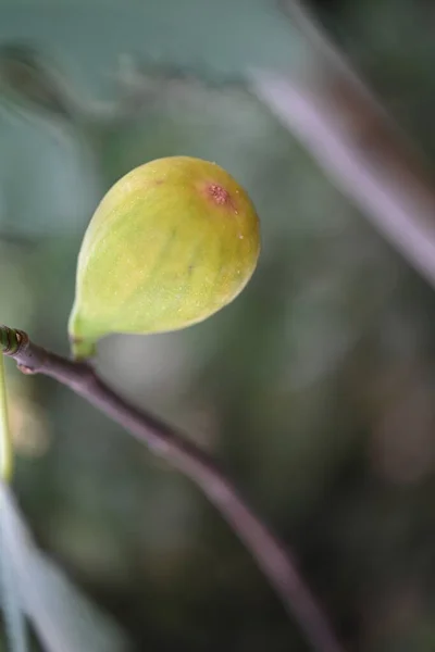 Close Ripe Fig Tree — Stock Photo, Image